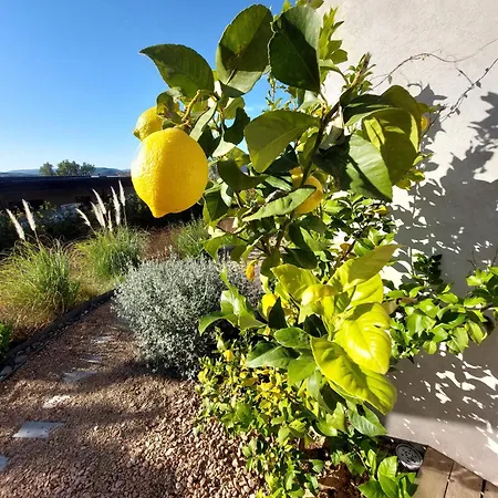 Rondinara Camara - *