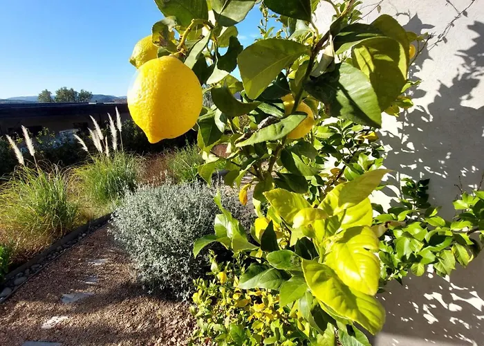 Rondinara Camara - *